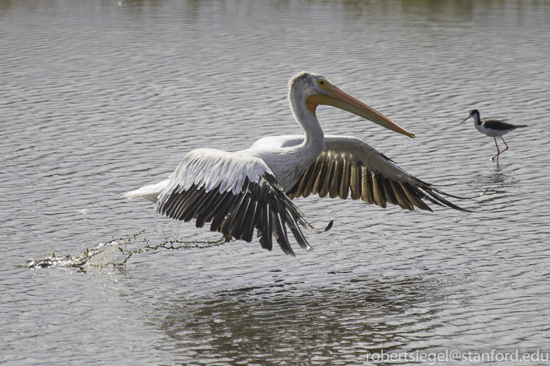 white pelicans